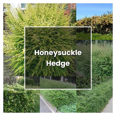 How To Grow Honeysuckle Hedge Plant Care Tips NorwichGardener