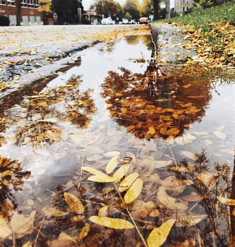 Autumn Fall Orange Puddle Leaves Rainy Day Water Nature Leaf