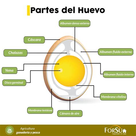 Tortura Empujar Persona Especial Cuales Son Las Partes De Un Huevo