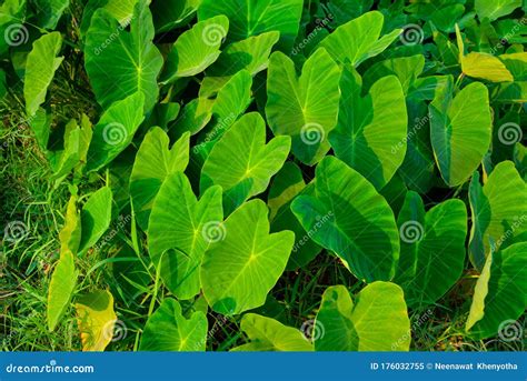 Giant Taro Green Leaves Resembling The Elephant`s Ears Economic Plants