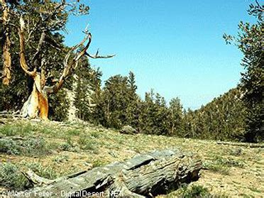 Bristlecone Pine Forest - Inyo National Forest