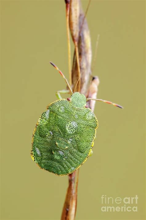 Common Green Shieldbug Photograph By Heath Mcdonald Science Photo