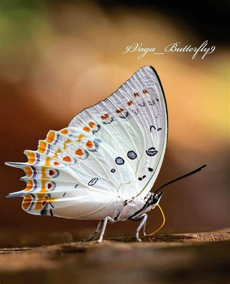 A White Butterfly Sitting On Top Of A Piece Of Wood