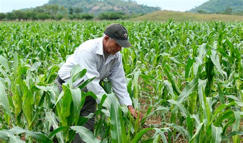 Cultivos En El Corredor Seco Deben Iniciar El 15 De Abril EL PAIS