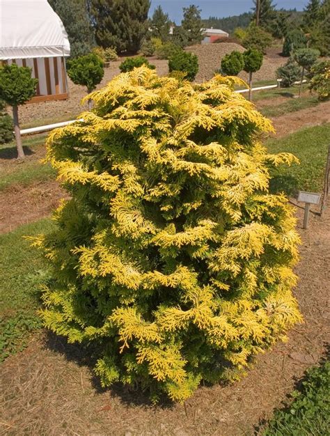 Chamaecyparis Obtusa Confucius Confucious Golden Hinoki Cypress We Just Bought One Of These