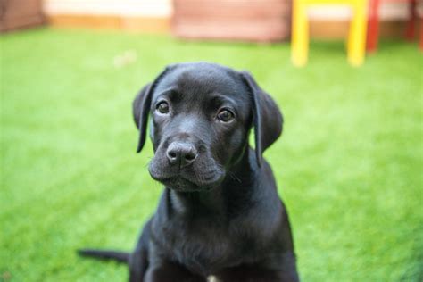 Labrador Retriever Negro La Raza De Perro Más Popular Del Mundo