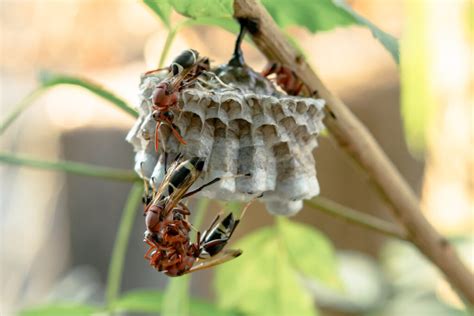 How To Safely Remove Wasp Nests Comprehensive Guide Expel Pest