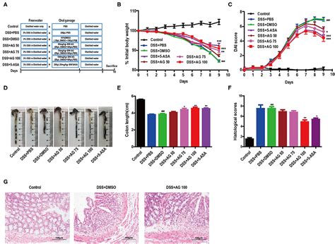 Frontiers Astragalin Attenuates Dextran Sulfate Sodium Dss Induced