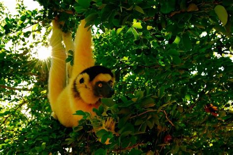 Yellow Lemur Duskys Wonders