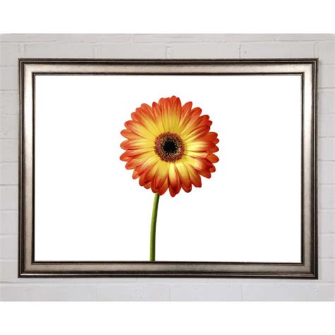 Ebern Designs Orange Gerbera auf Weiß Einzelner Bilderrahmen