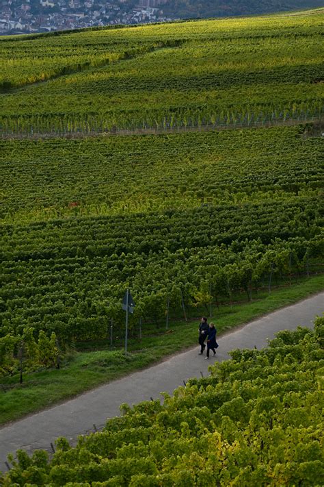 Couple Walking the Vineyards of Rudesheim Germany - Entouriste