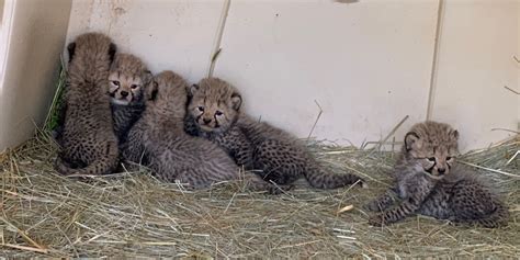 #CheetahCubdate: New Cubs, New Den | Smithsonian's National Zoo and Conservation Biology Institute