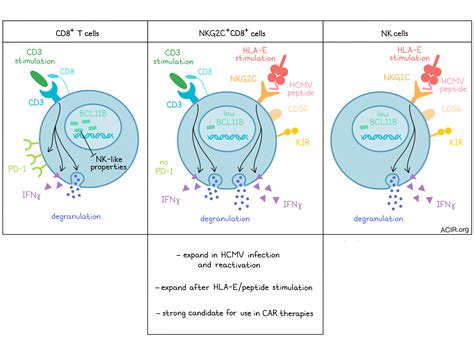 T Cells With An Identity Crisis Gaining Nk Characteristics After Cmv