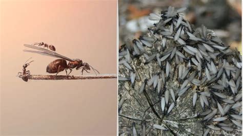 Red Flying Ants Vs Termites 7 Differences With Pictures