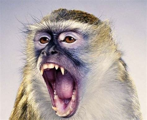 Funny Pictures Crazy Monkey Pictures