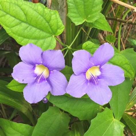 Two Purple Flowers With Green Leaves In The Background