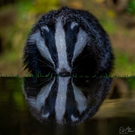 Ed Aldus On Twitter Met Deze Foto Van De Das Ben Ik Zo Blij Ik Heb