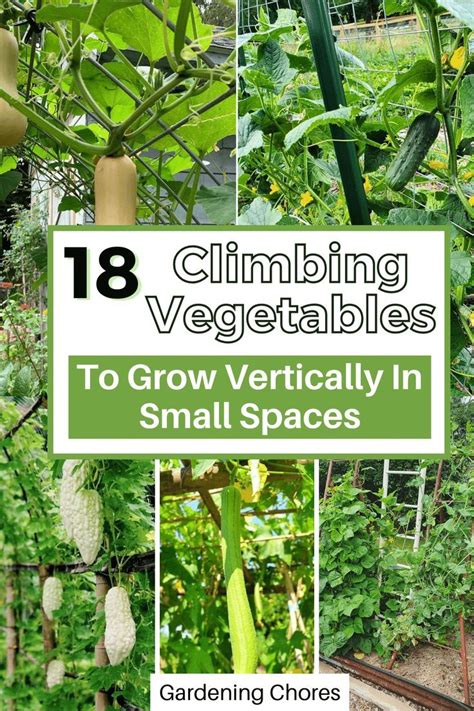 Climbing Vegetables To Grow Vertically In Small Spaces Vertical