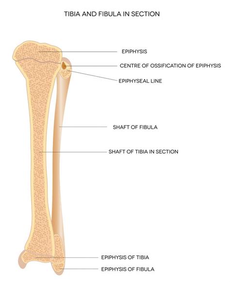 What Are the Common Causes of Fibula Pain? (with pictures)