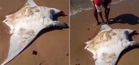 Espécie de raia manta ameaçada de extinção é capturada e morta na praia