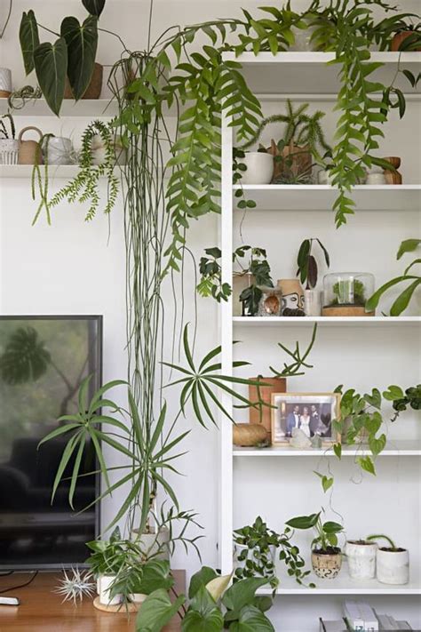 Display Houseplants Careyfashion