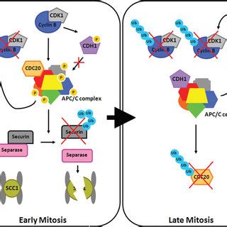 Pdf Control Of Cell Cycle Progression By Phosphorylation Of Cyclin