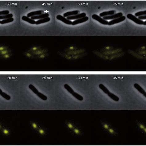 Localization Of Gfp Mrr And The Nucleoid Stained With Dapi In Mg