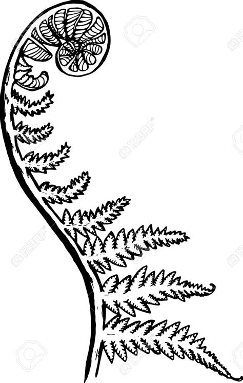 Fern Line Drawing Plant Leaves Sketch Coloring Page