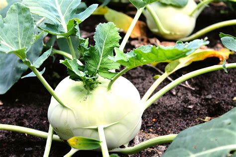 How to Grow Kohlrabi