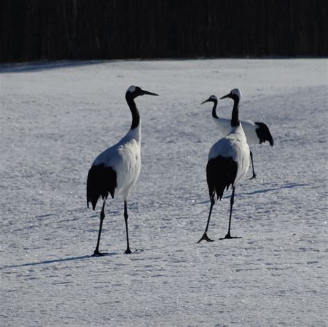 Kushiro Wetland Red Crowned Cranes Spotting And Snowshoeing Hokkaido