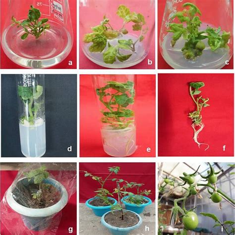 In Vitro Shoot Multiplication Rooting And Hardening In Tomato Cv