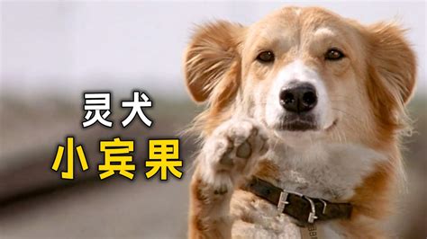 狗狗救下溺水的主人，竟还会做心肺复苏《灵犬宾果》腾讯视频