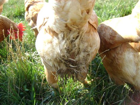 3 Ways To Get Rid Of Chicken Mites Fast And Stop Their Return