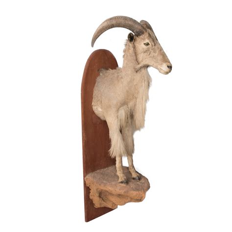 Barbary Sheep (Aoudad) - Taxidermy Mounts for Sale and Taxidermy Trophies for Sale!