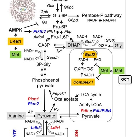 Metabolic Pathways Affected By Metformin A Diagram Of The Main Download Scientific Diagram