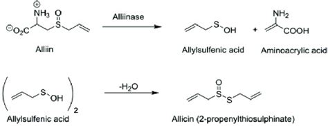 Allicin formation from Alliin (4) | Download Scientific Diagram