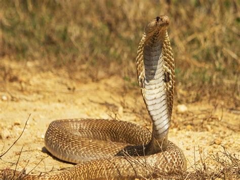 Snake Facts साप चावल्यावर सर्वात आधी काय करावं हे प्रत्येकाला माहित