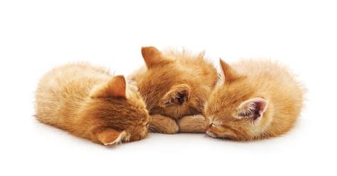 Three Cats Sleeping Stock Photos, Pictures & Royalty-Free Images - iStock