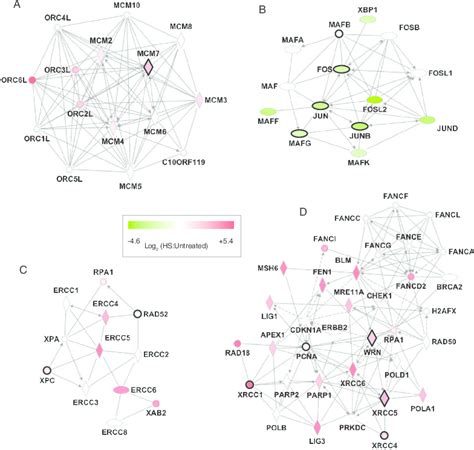 Functional Network Analysis Of Sumo 2 Substrates A To D Examples Of