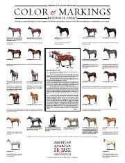 American Quarter Horse Colors and Markings: Reference Chart for ...