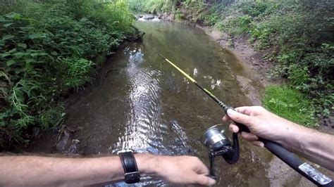 Grosse Truite Sauvage Dans Un Ruisseau Perdu