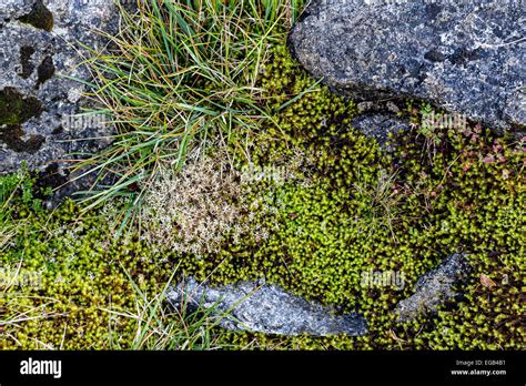 Muschio E Licheni Che Crescono Sulle Rocce Immagini E Fotografie Stock