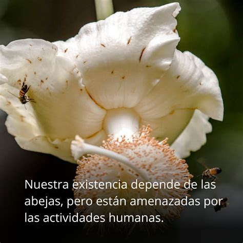 Naciones Unidas On Twitter Nuestra Existencia Depende De Las Abejas