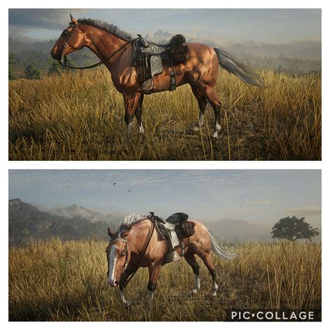 Nutmeg, my silvertail buckskin standardbred. : r/RedDeadOnline