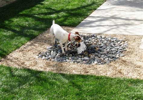 A Guide For Designing A Friendly Backyard For Your Dog