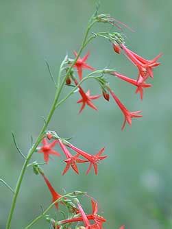 Eastern Washington wildflowers