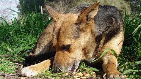 Córdoba Descontarán Impuestos A Quienes Adopten Perros Callejeros