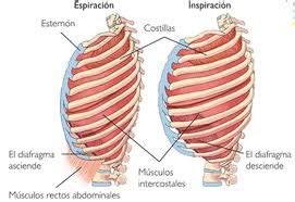 Ventilacion Pulmonar