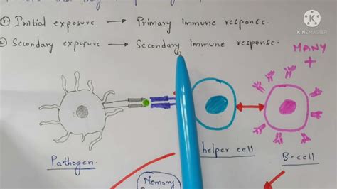 Memory Cells Memory B Cells Memory T Cells Function Production Bio Science Youtube