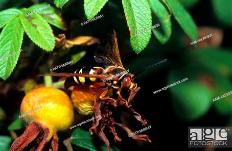 Cicada Killer Wasp Sphecius Speciosus New Jersey Stock Photo